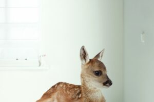 Muursticker Forest Friends Deer XL