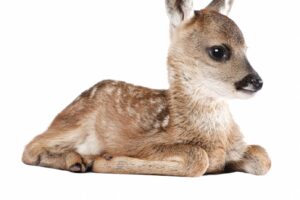 Muursticker Forest Friends Deer XL