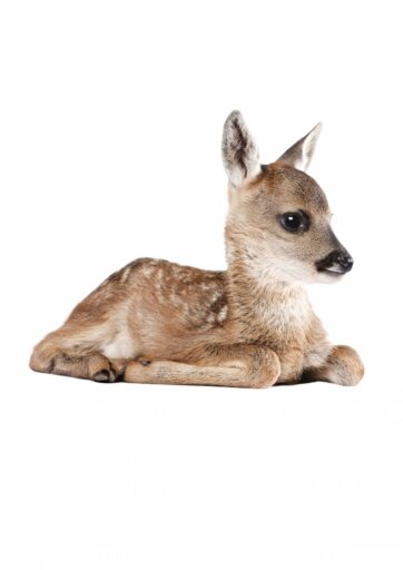 Muursticker Forest Friends Deer XL