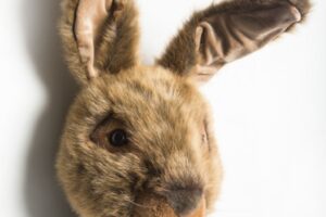 Wild And Soft Dierenkop Haas Lewis