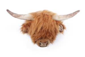 Wild And Soft Dierenkop Schotse Koe Nicolas